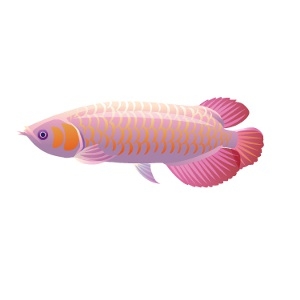 Rose Scale Arowana